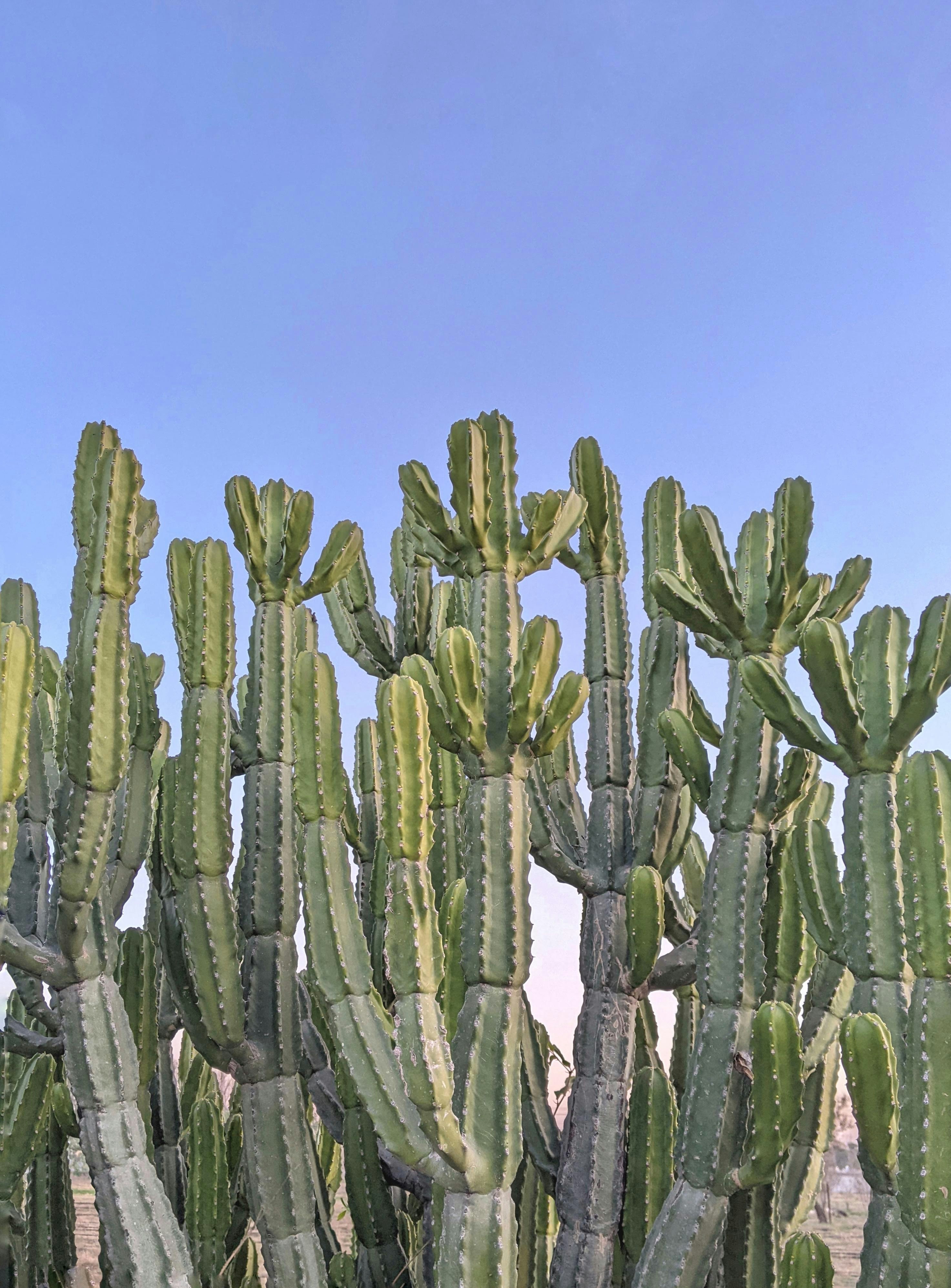 A large group of cactus plants growing together in a desert field.