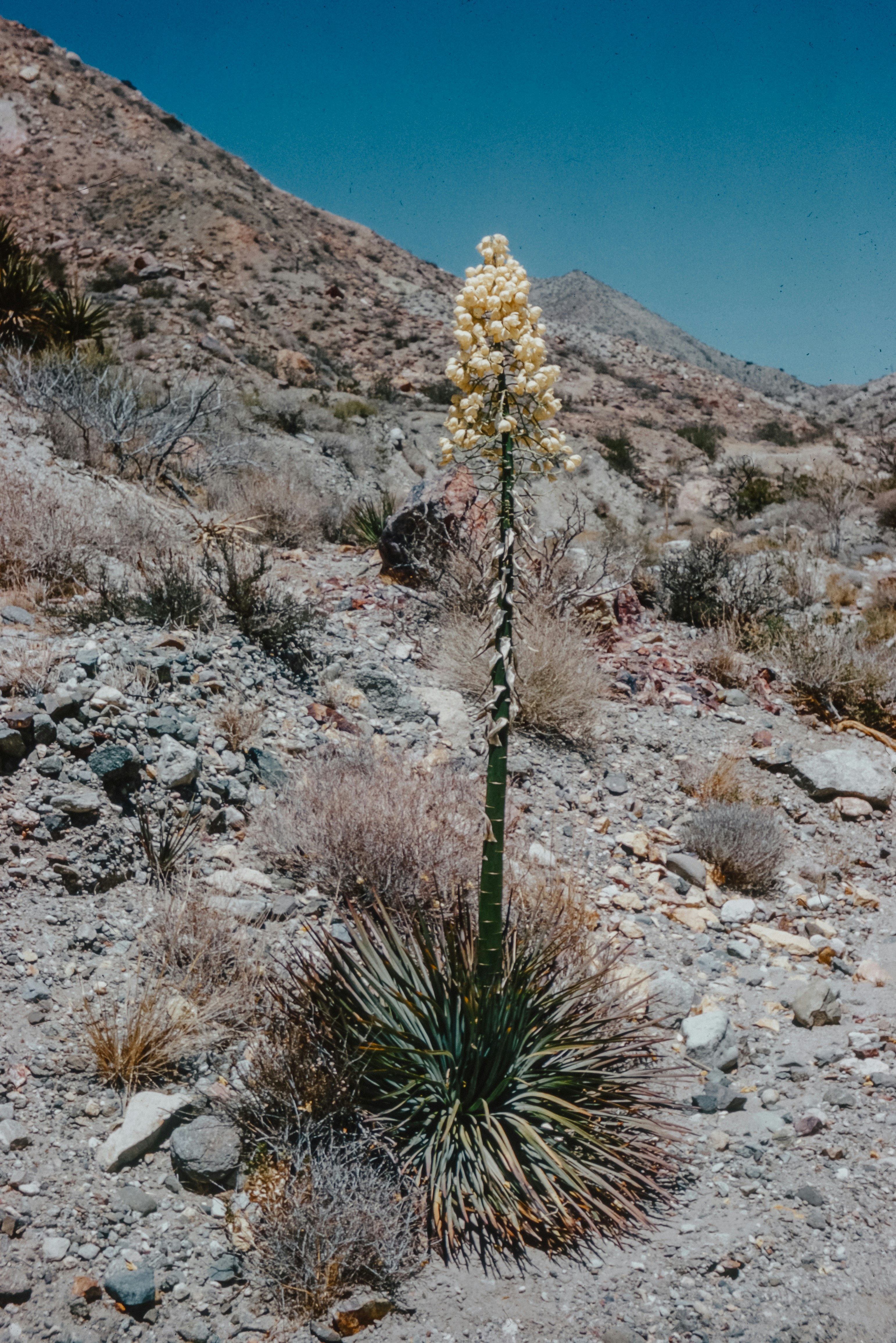 A small individual desert plant growing in the middle of a rocky area.