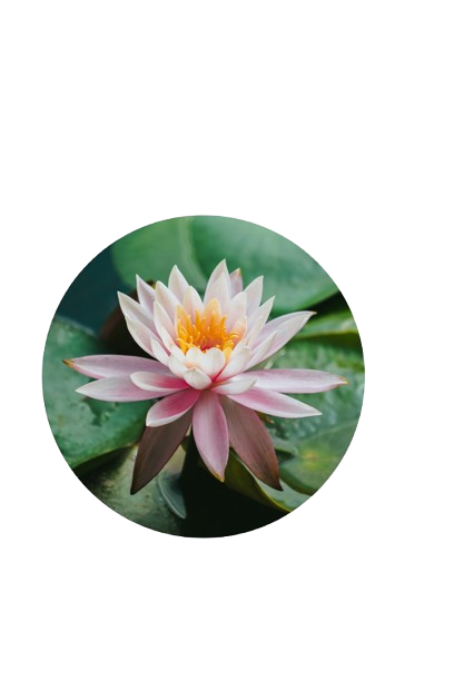 A pink water lily floats on a pond, framed by rich green leaves.
